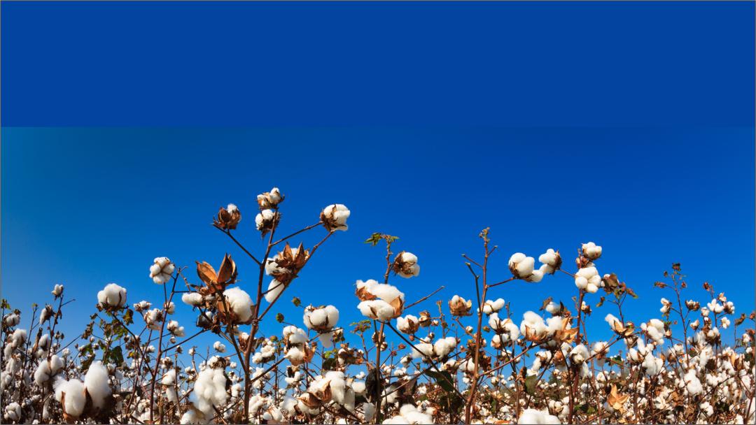 ppt做一个好一点的背景,ppt背景不乱且高级