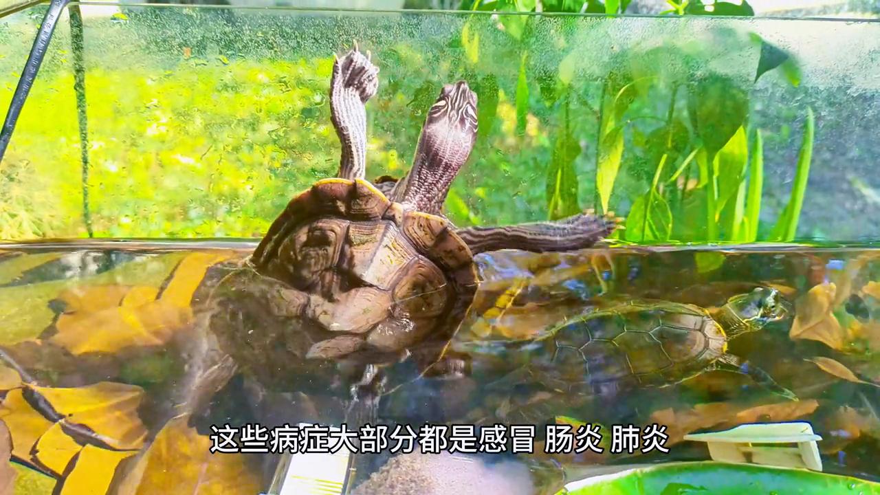 养乌龟常见的病治疗方法,冬天给龟治病干养如何保温