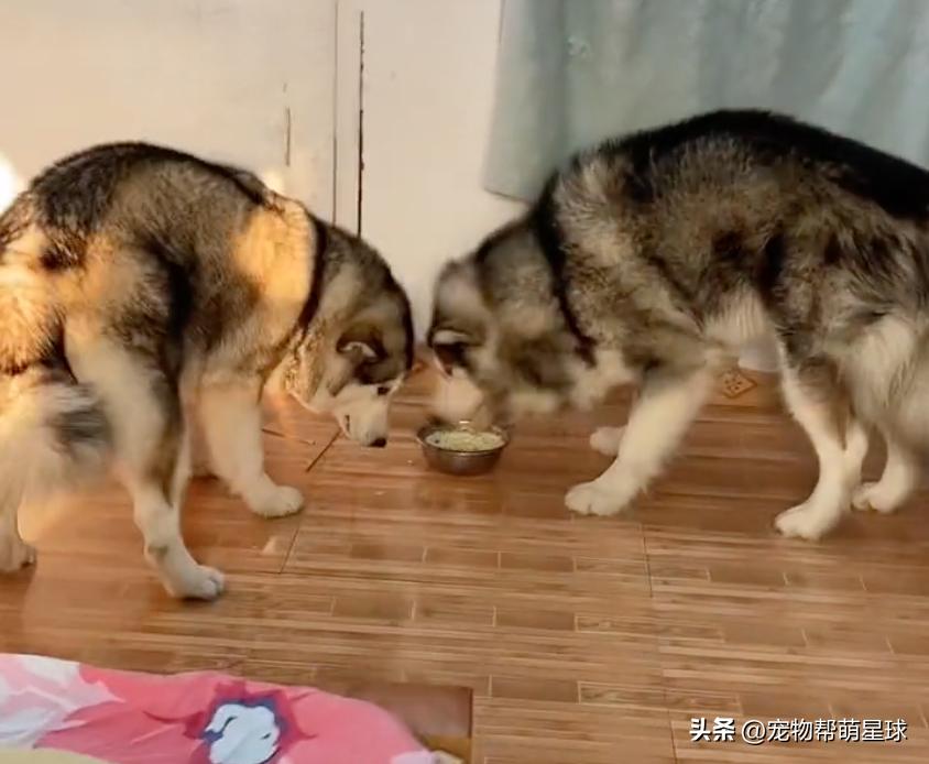 狗狗看见晒的腊肉香肠馋得直跳脚,狗子眼红主人吃肉