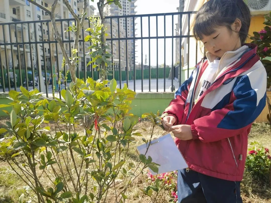 洪雅县第四幼儿园叫什么名字,洪雅第四幼儿园在哪里