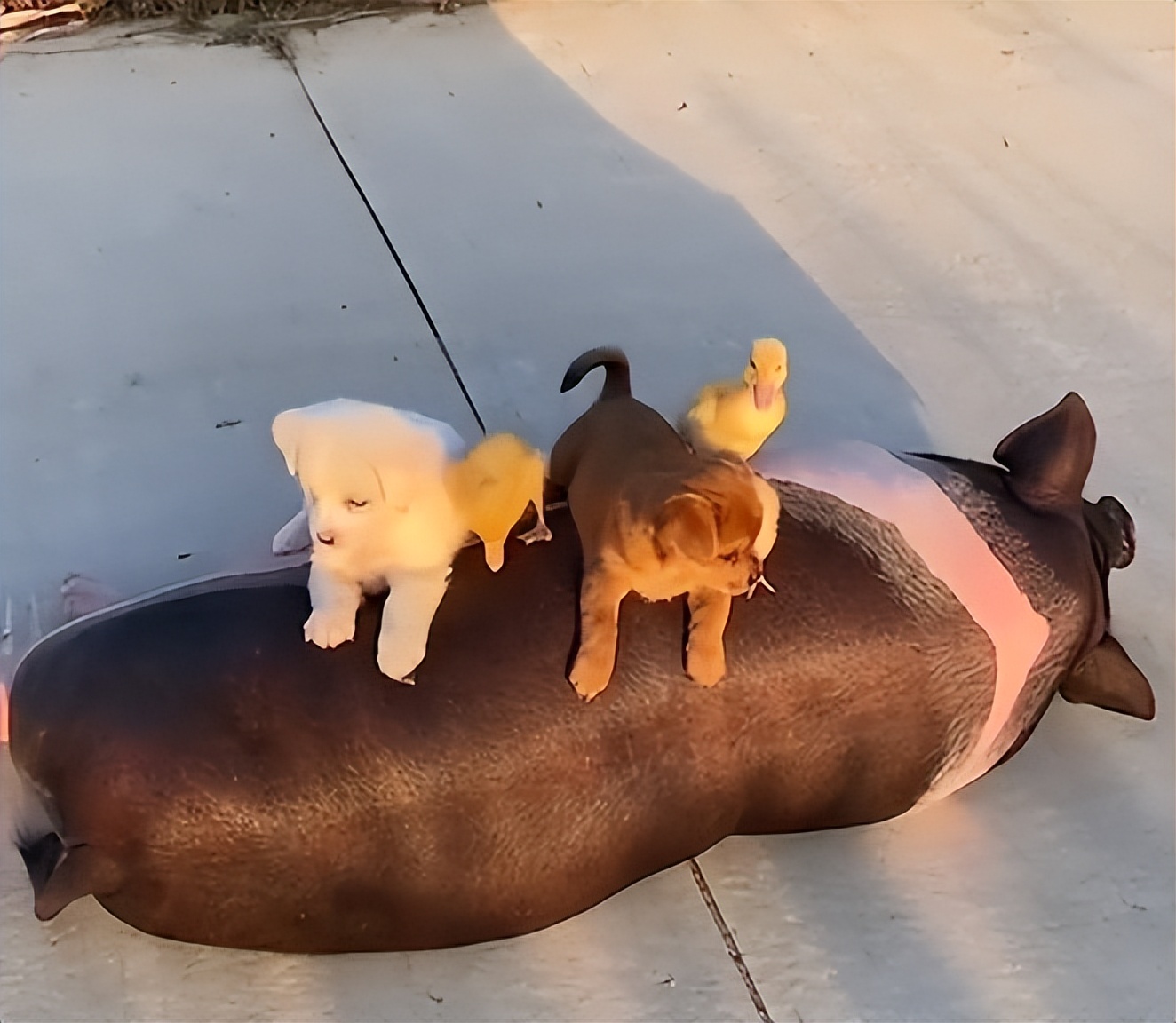 狗界巅峰中华田园犬,狗界巅峰的狗子