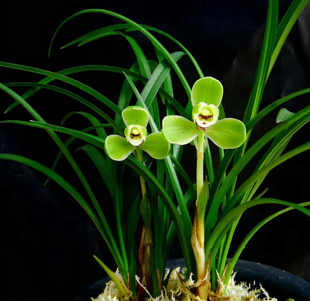 兰花品种大全四川,兰花品种鉴别方法