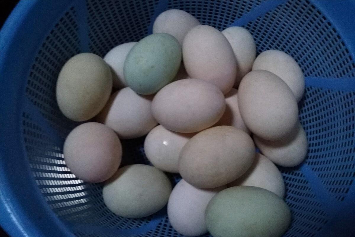 腌咸鸭蛋用盐水泡的方法,腌咸鸭蛋不出油的技巧