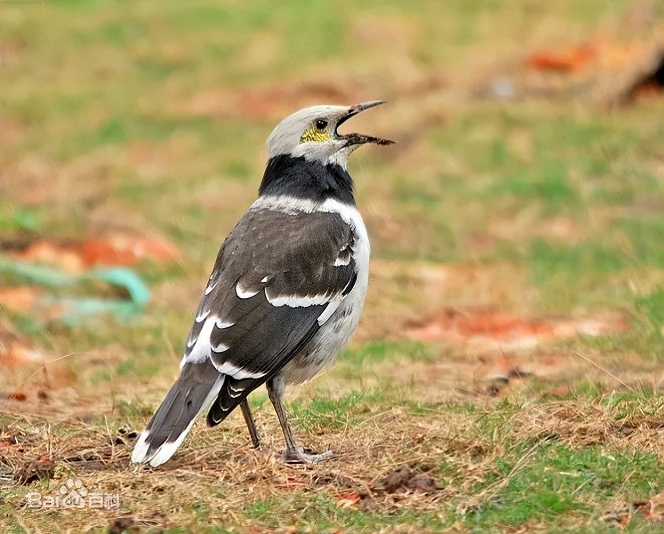 鸟儿大全高清图,高清珍稀鸟动态图片大全