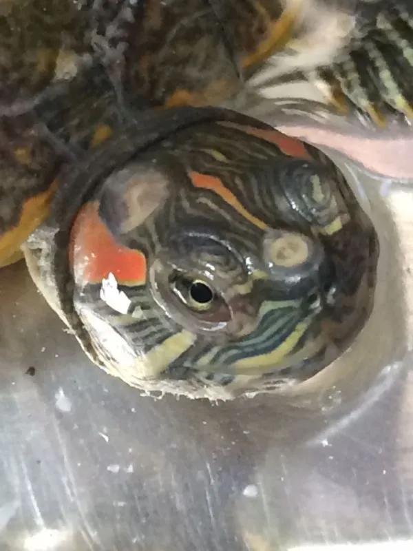 乌龟腐皮干养的正确方法,乌龟脖子腐皮怎么治最快