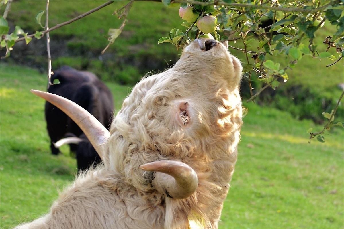 牛肥油很大如何处理,牛灌油呛到肺怎么处理