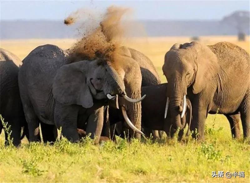 为什么不能招惹发情期的大象,大象发情期是什么样的