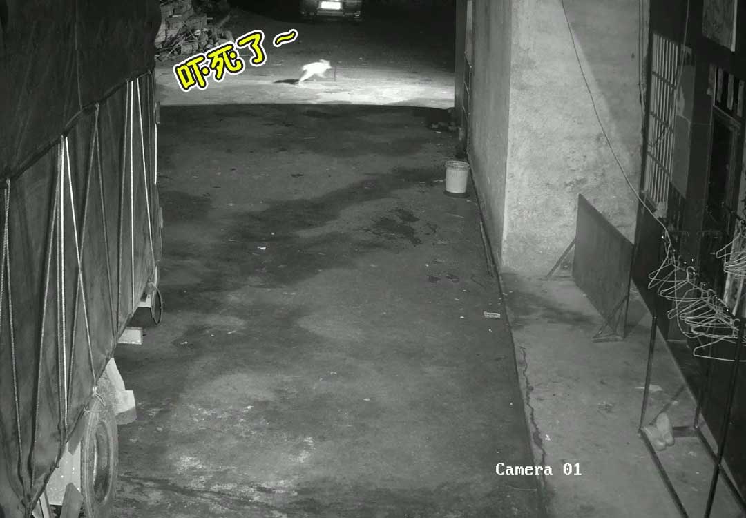 盘点狗狗睡觉被人吓到的场面,狗狗被吓得躲在门角瑟瑟发抖