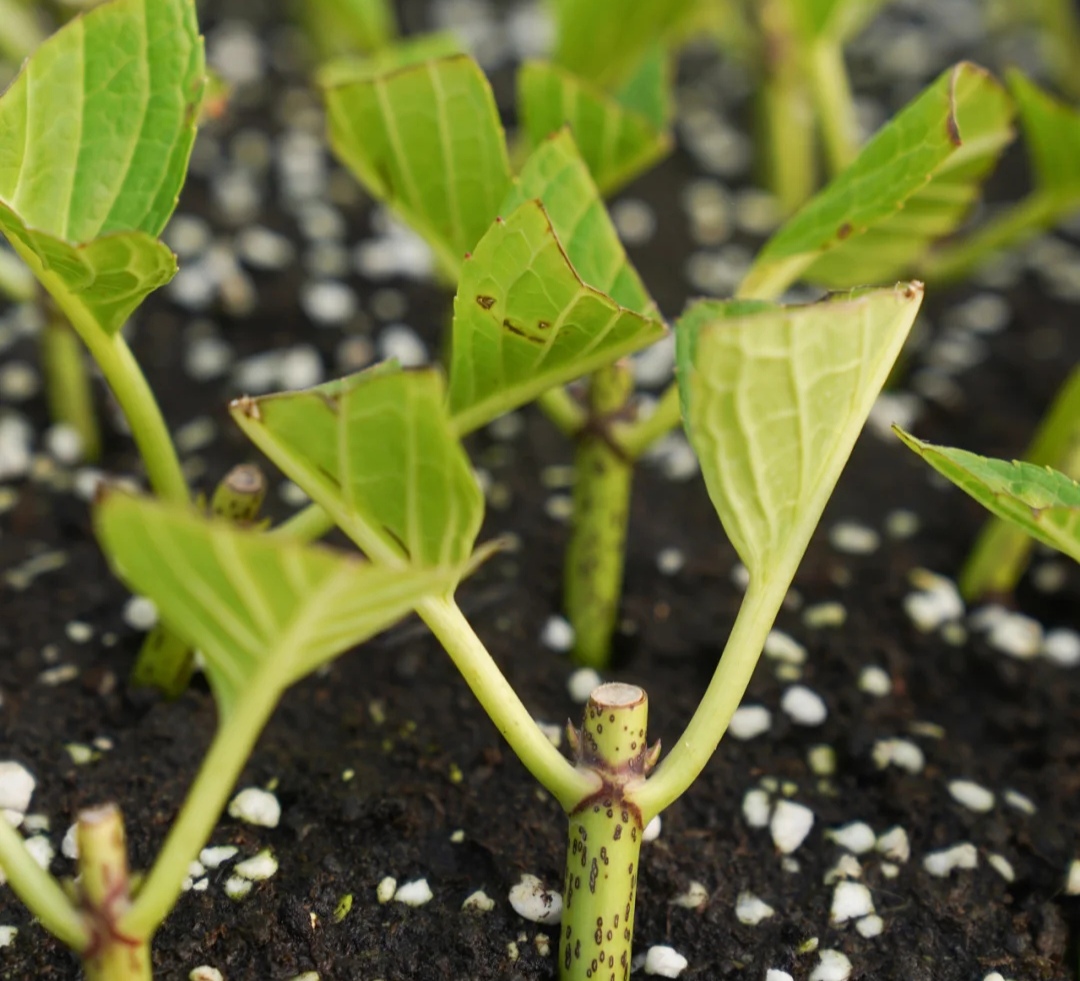 春天种的花花草草,9种花掐根枝就能活不用管就爆盆