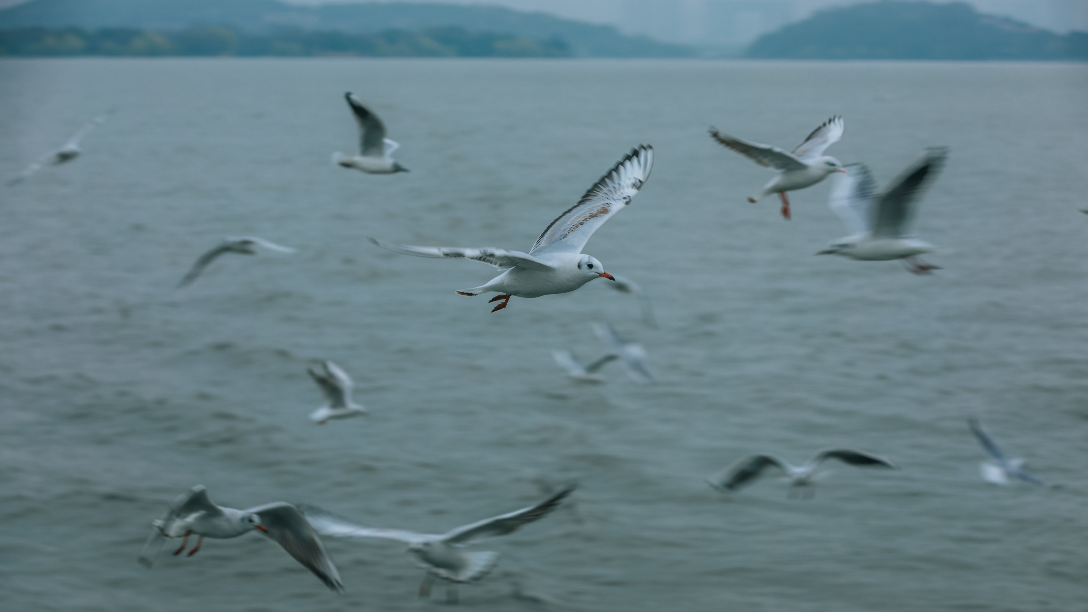 鼋头渚樱花盛宴比日本更令人沉醉,太湖鼋头渚樱花美如画