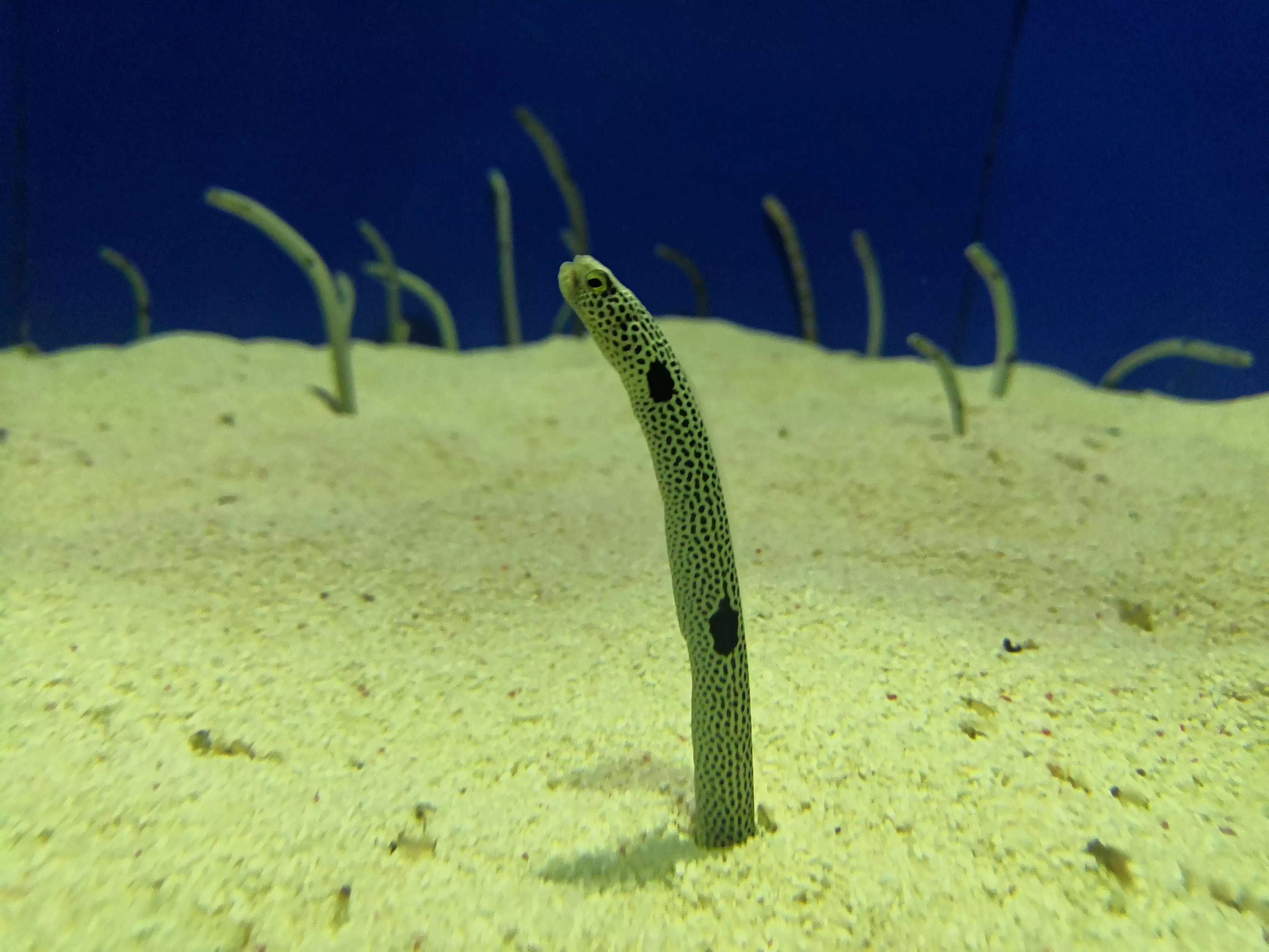上海海洋水族馆鲨鱼,上海海洋水族馆当天能购票吗
