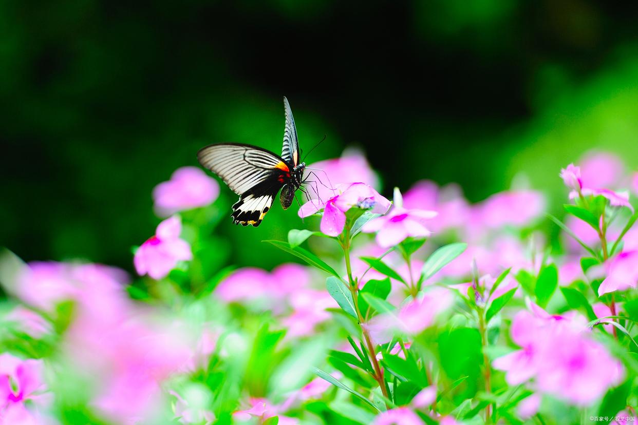 六一童趣七律,六首童年回忆