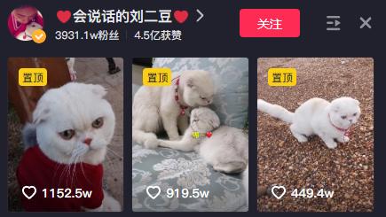猫界顶流刘二豆,喵界顶流二豆