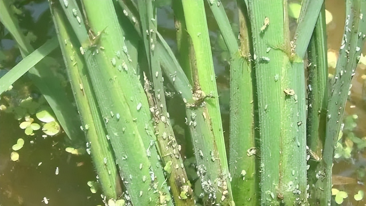 杀虫效果持久的农药,杀虫好的药物