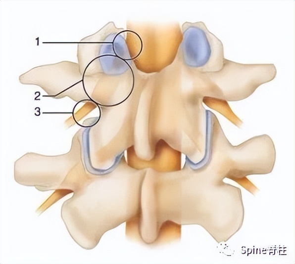 脊柱的神经支配,脊柱神经引起手臂疼痛