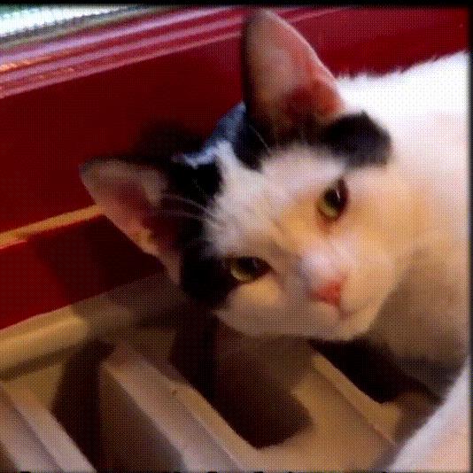 流浪猫和自家猫是怎么取暖的,流浪猫取暖全过程