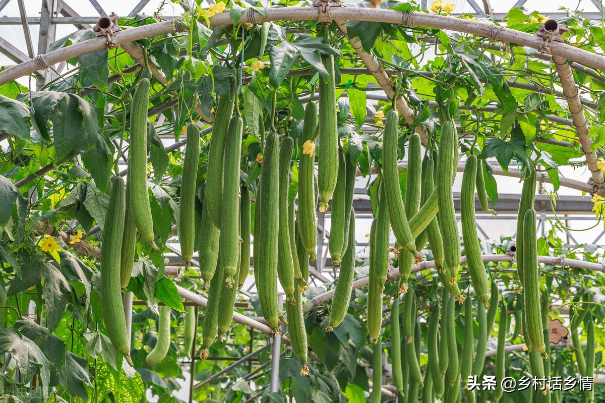 丝瓜第一次结瓜怎么留瓜,黄瓜疯长不结瓜怎样做才能结瓜