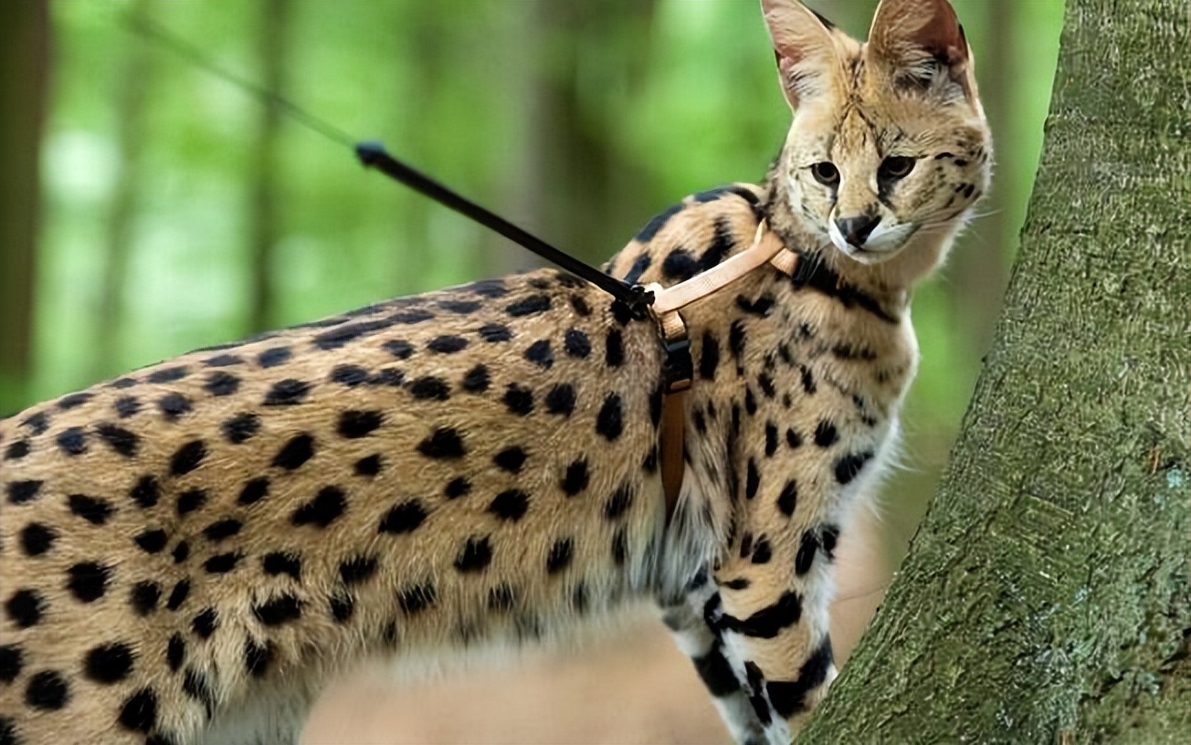 什么品种的猫猫既便宜又好养好看,稀有猫咪品种可饲养