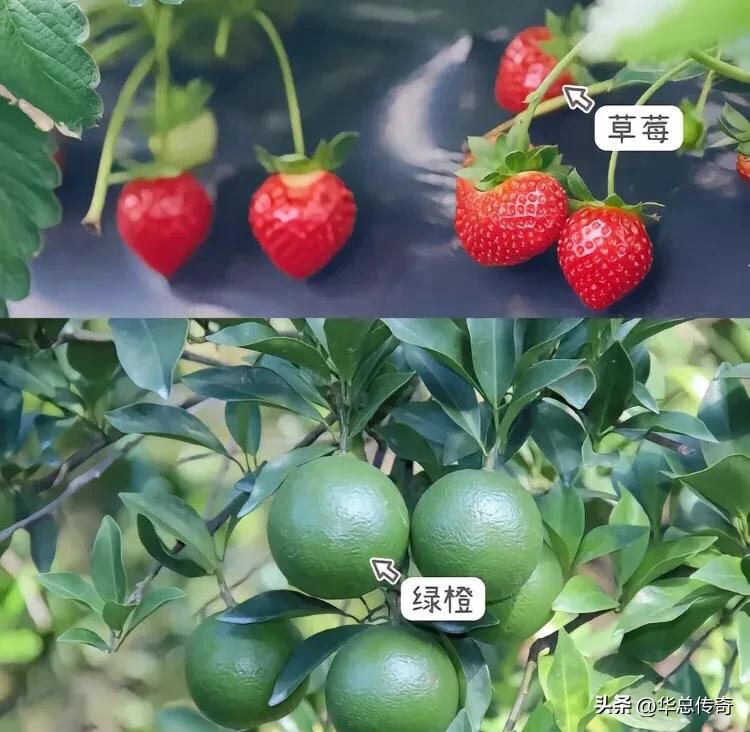 海南的蔬菜水果为什么贵,海南省哪个市的水果最便宜