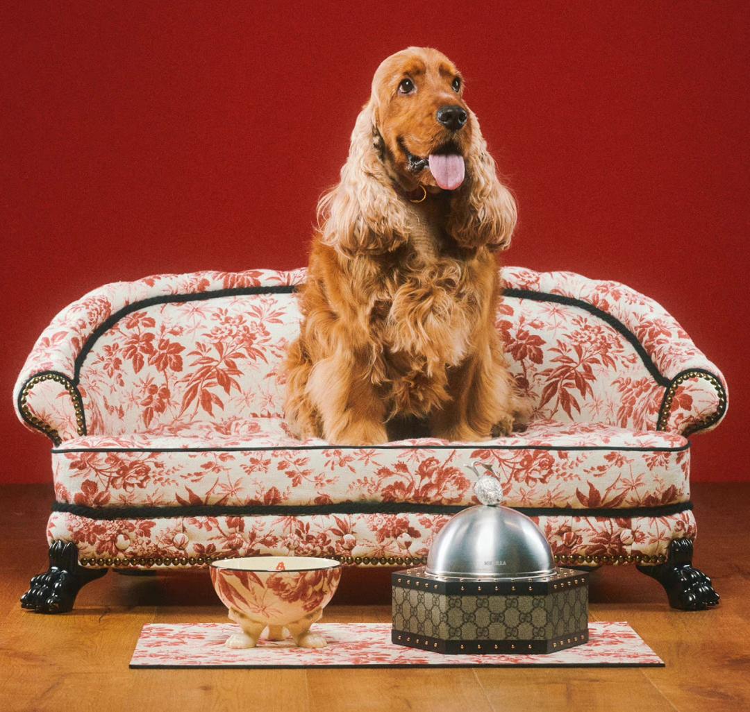 gucci宠物床,gucci宠物系列可订