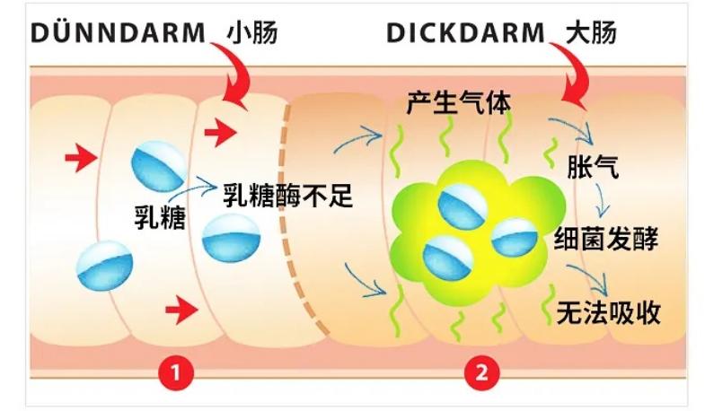牛奶羊奶骆驼奶哪个营养价值高,牛奶羊奶骆驼奶哪种含乳糖低