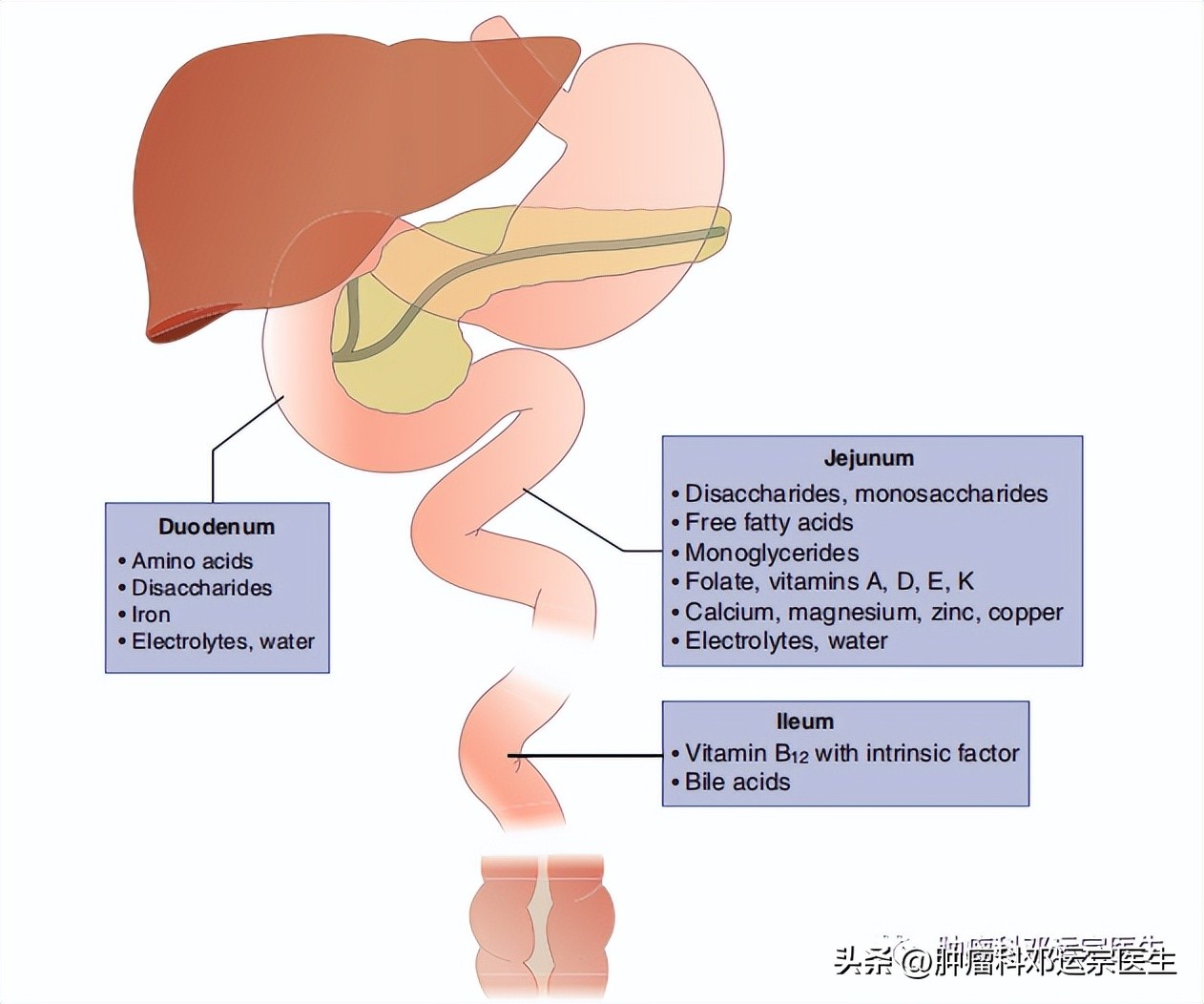 小肠梗阻的诊断与治疗,小肠梗阻最好治疗方法