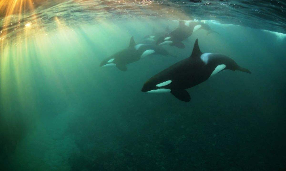 巨齿鲨vs虎鲸vs大白鲨蓝鲸,大白鲨蓝鲸和虎鲸谁才是海洋霸主