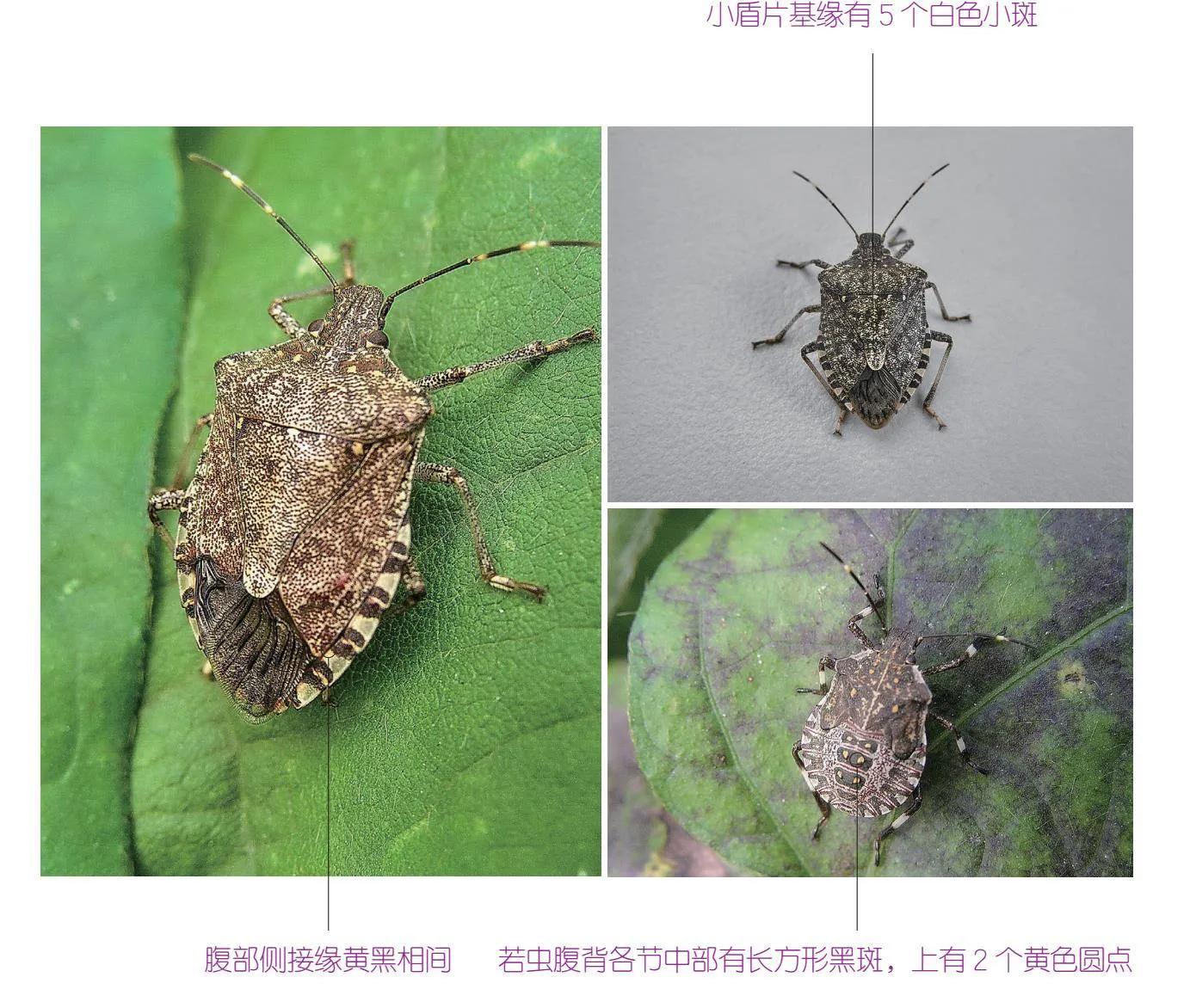 32种昆虫简介思维导图,32种食用植物