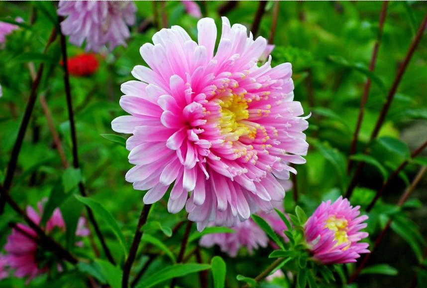 每日一花三十一天,每日一花团购