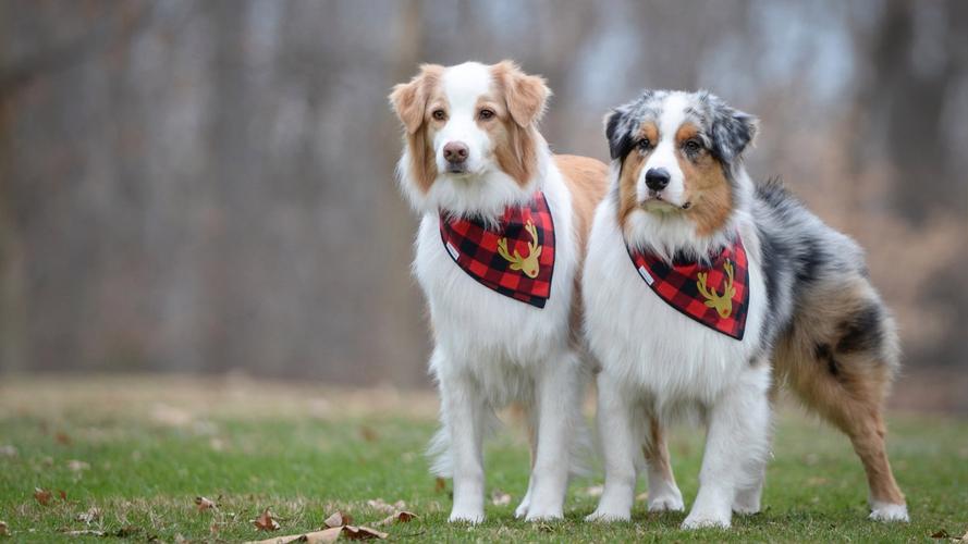 动物在涩涩前，先嗅对方屁股，这是为什么呢？