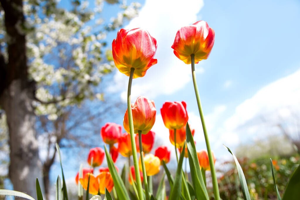 荷兰郁金香当年有多疯狂,荷兰郁金香为什么那么贵