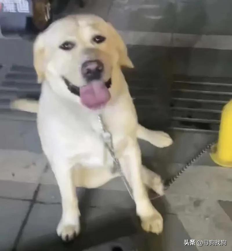 无锡市哪里有卖拉布拉多犬的,无锡新吴区寻找泰迪犬