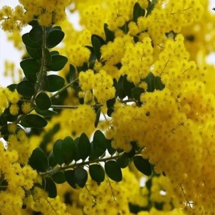 说说澳大利亚这个国家,澳大利亚的知识