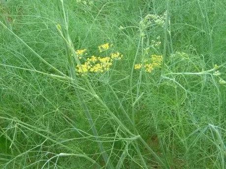 小茴香炒鸡蛋的功效和做法,吃茴香炒鸡蛋