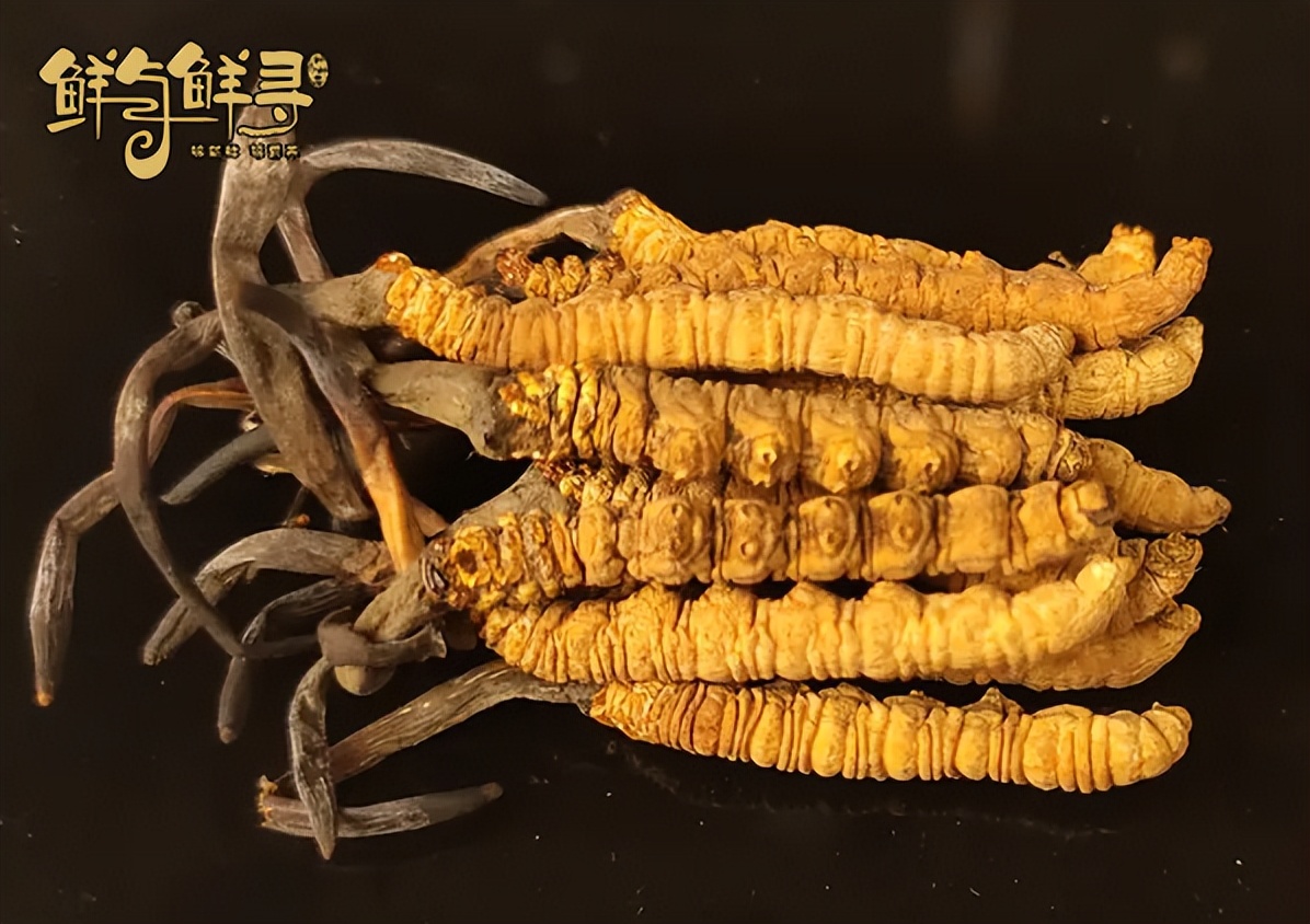 如何判断冬虫夏草是否过期,冬虫夏草的粉末过期还能吃吗