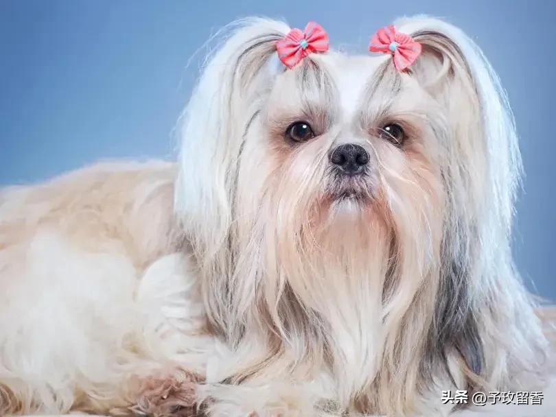 狗的种类常见宠物狗的品种及特点,宠物狗种类及特点