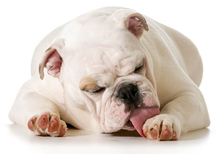 狗狗患上趾间炎有多可怕？有什么症状？又该如何预防？