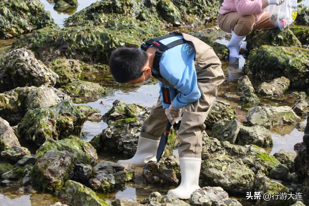 大连最全的赶海攻略,良心推荐大连赶海全攻略