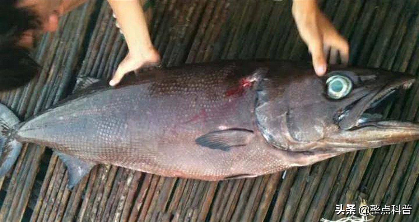 油鱼的副作用和危害,油鱼有害处吗