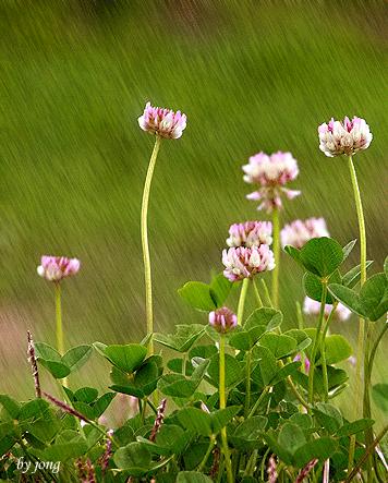 好看山水花鸟图,最漂亮的大自然山水花鸟图片大全