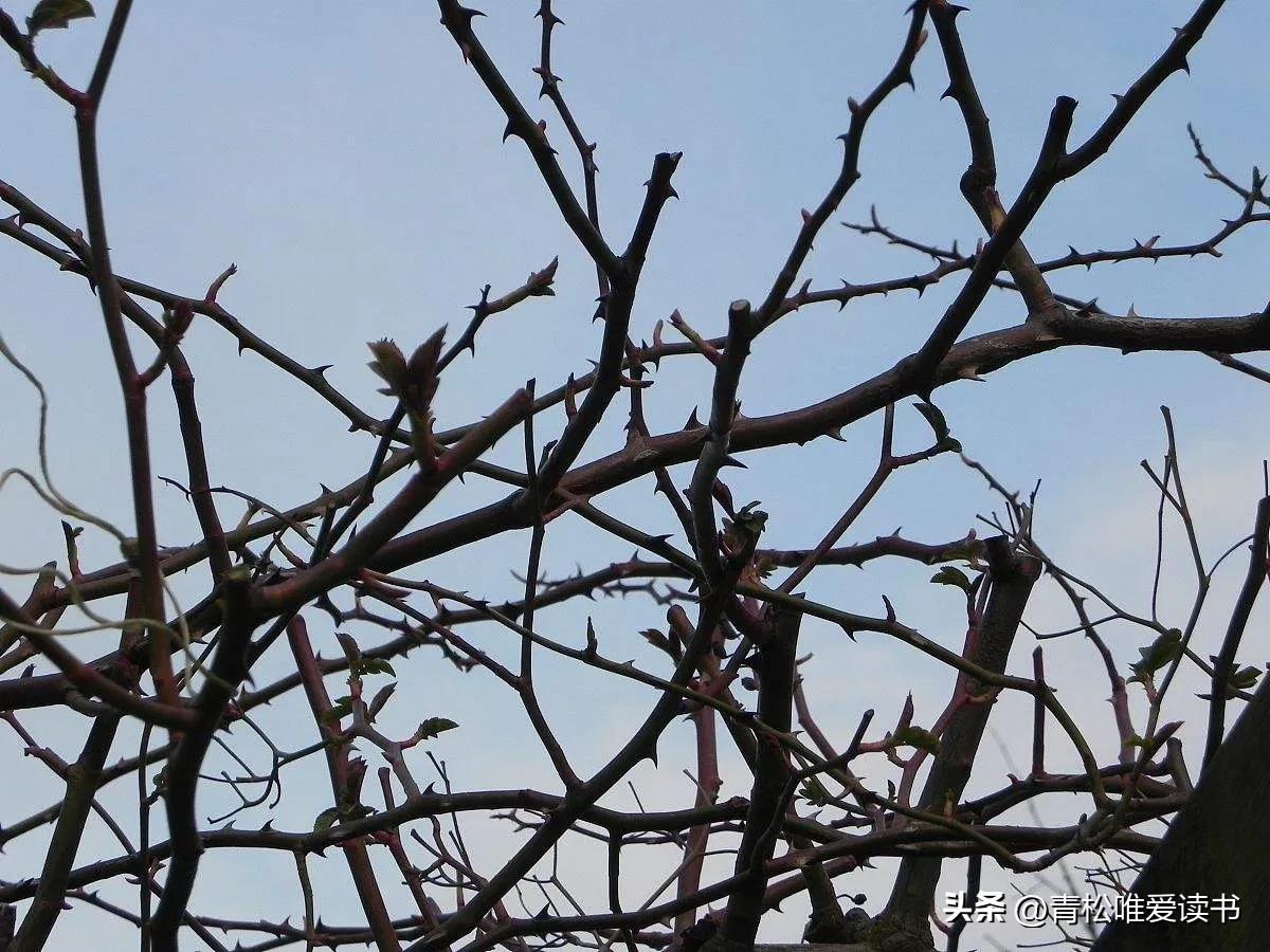 荆棘密布之路,布满荆棘之路