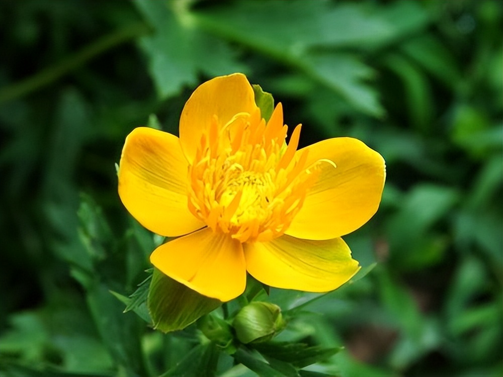 五片花瓣的小花，虽平淡无奇，但却惊艳了双眸！