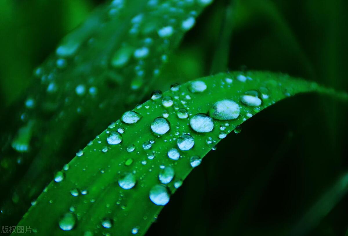 爸爸睡前故事之《树里世界重点站之一——树叶》