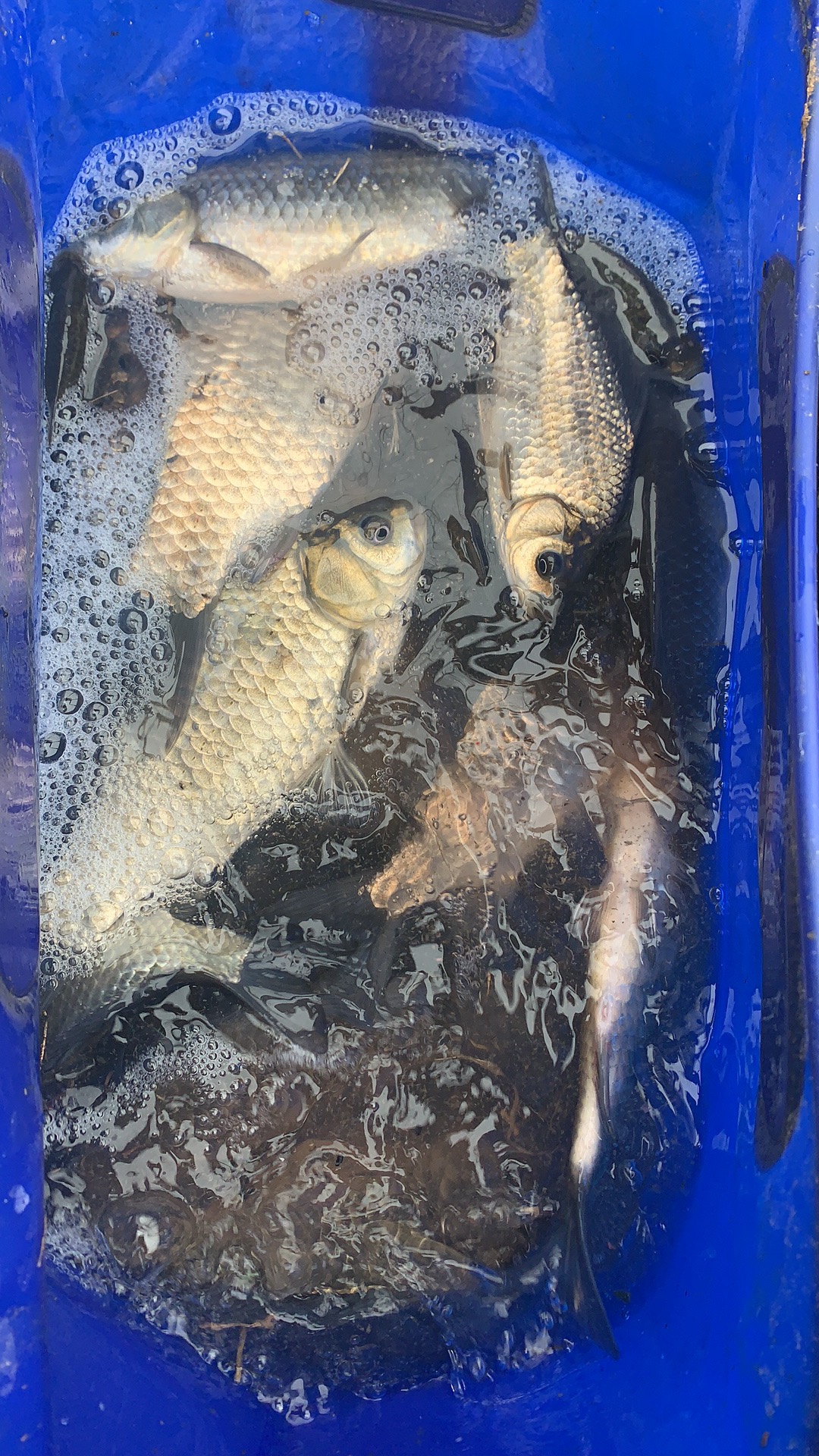 9米传统钓草洞鱼竿,传统钓草洞用什么竿