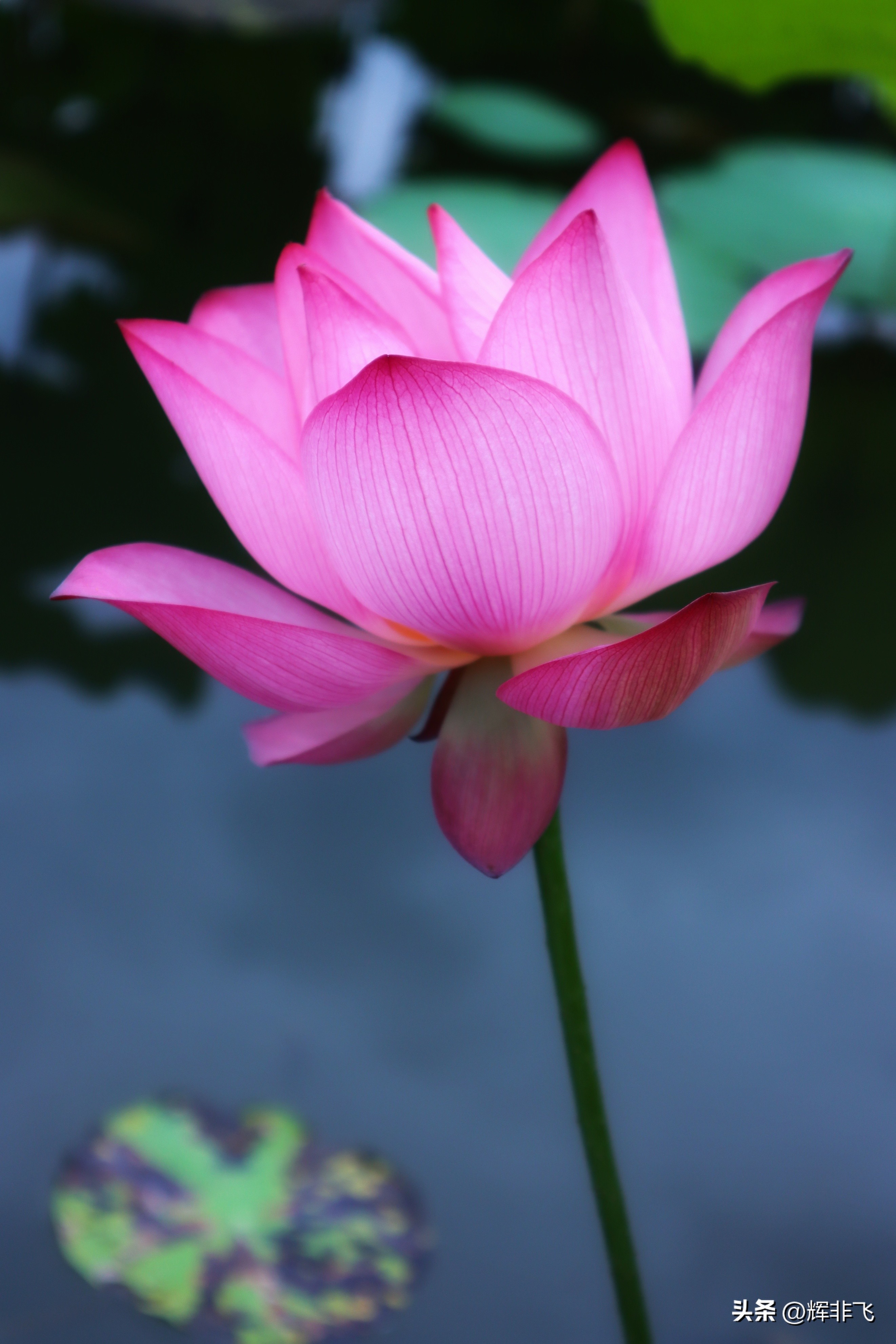 十首绝美的咏荷的词,写意最经典咏荷诗词