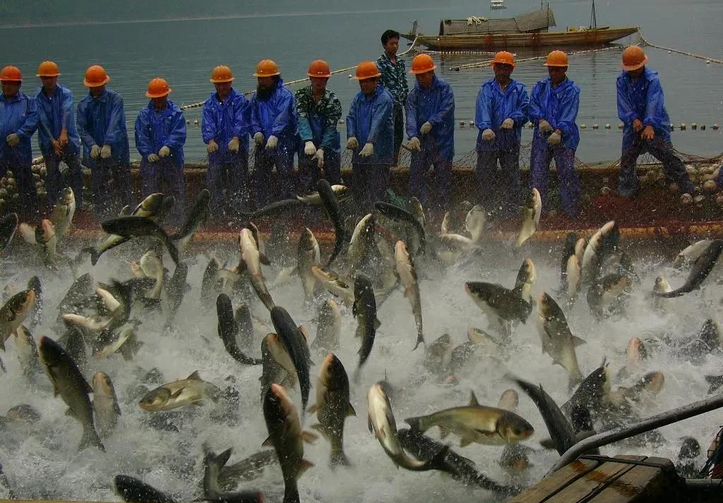 水库养鱼有违规的吗,二级水源保护地养鱼违法吗