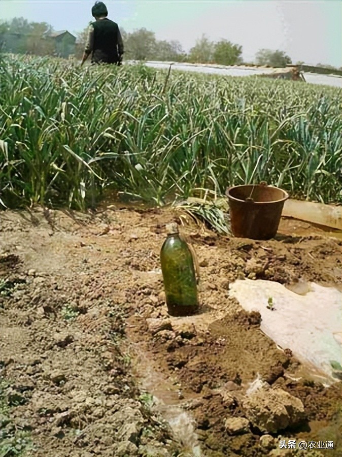 大蒜苗出来后发黄烂根怎么处理,大蒜烂根治疗方法