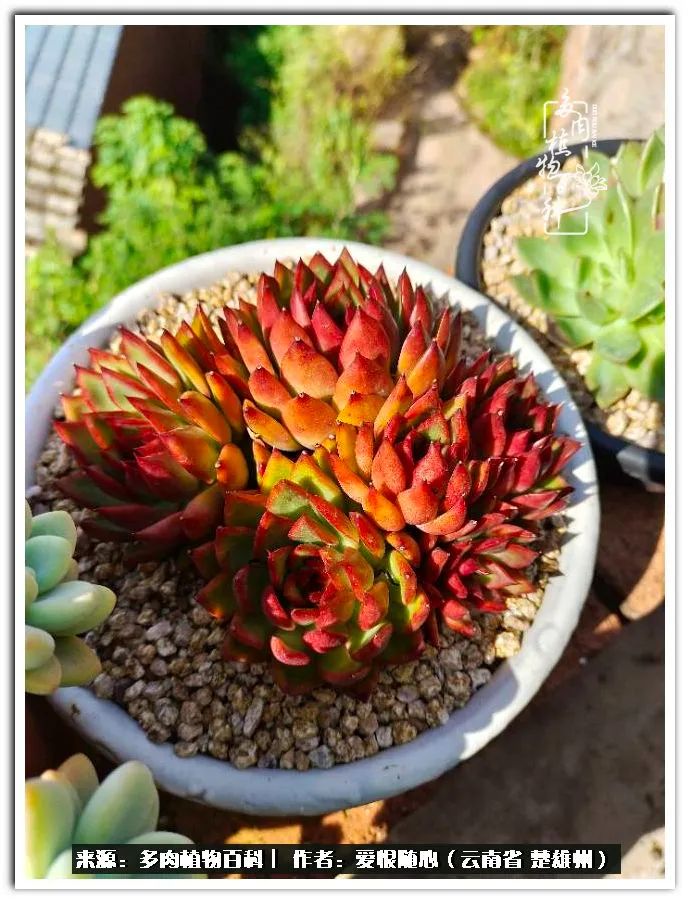 用心种好每一棵多肉,每一棵多肉都是独一无二的