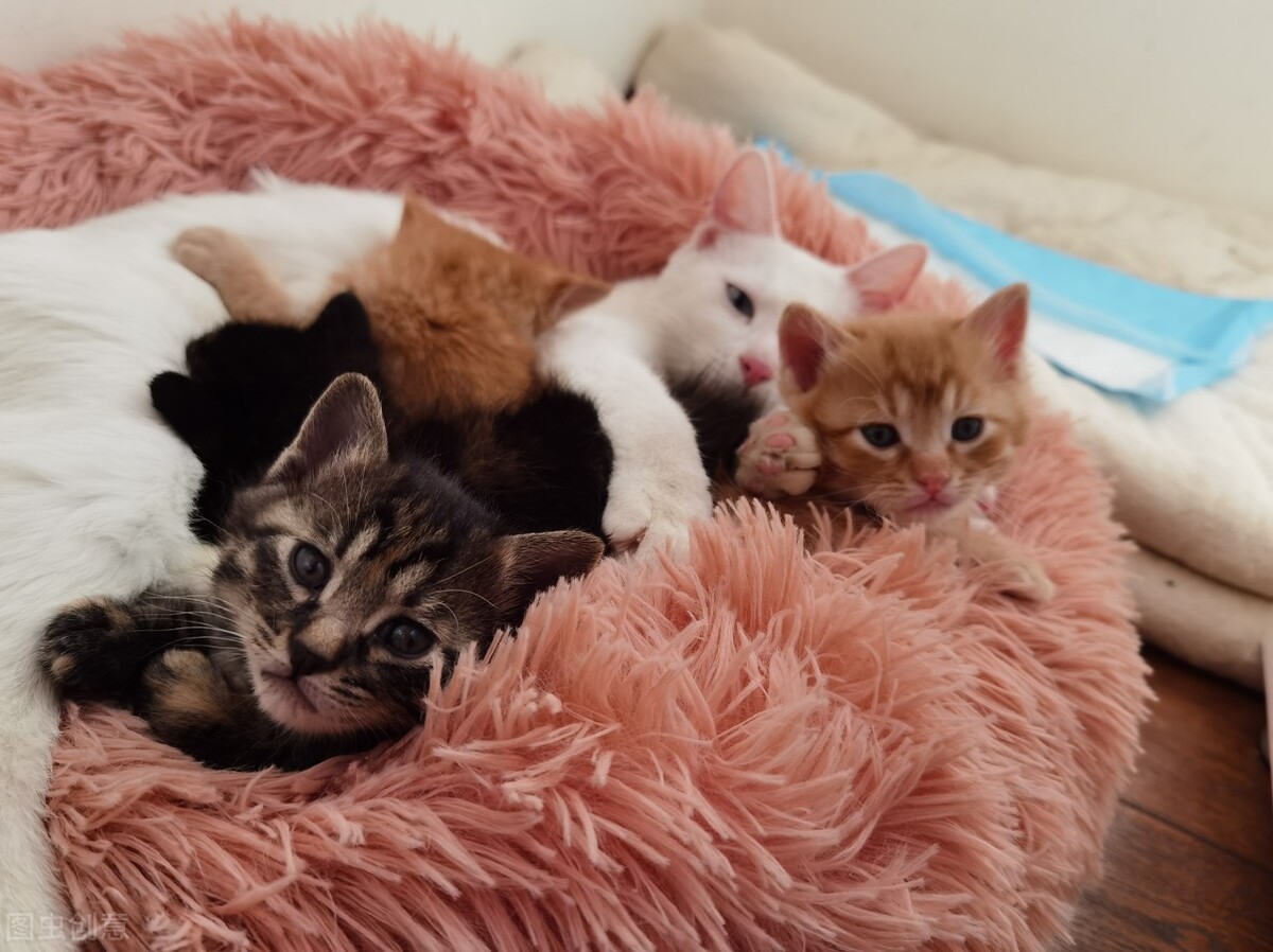 一个月大的猫咪拉稀怎么办,一个多月猫咪拉稀怎么办