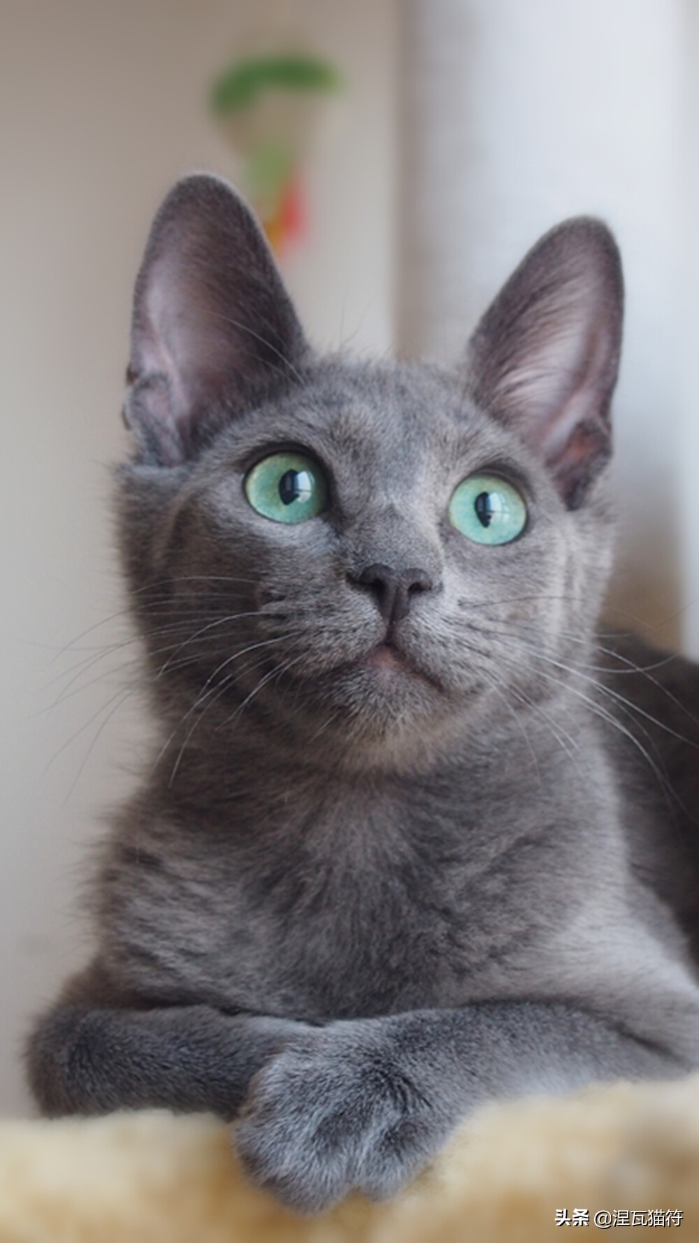 俄罗斯蓝猫法国蓝猫英国蓝猫,欧系俄罗斯蓝猫